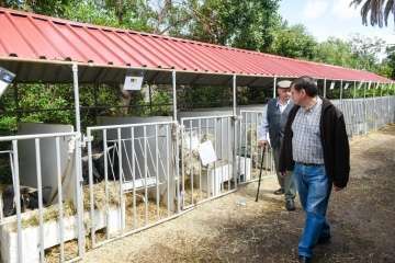 Más de 900 animales en la Feria de Ganado de Gran Canaria (Foto TA)